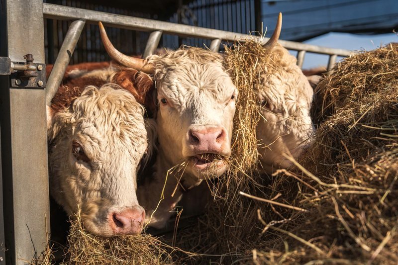 Hereford cattle eating hay in a barn