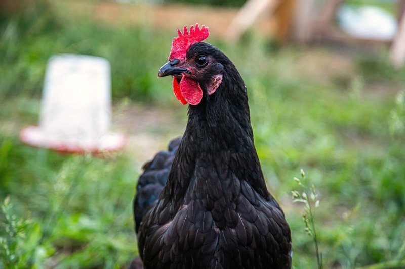 A black hen on a rural Kansas farm