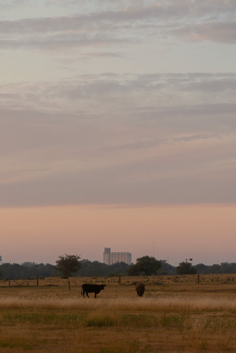 Cattle grazing at dusk with a grain elevator on the horizon